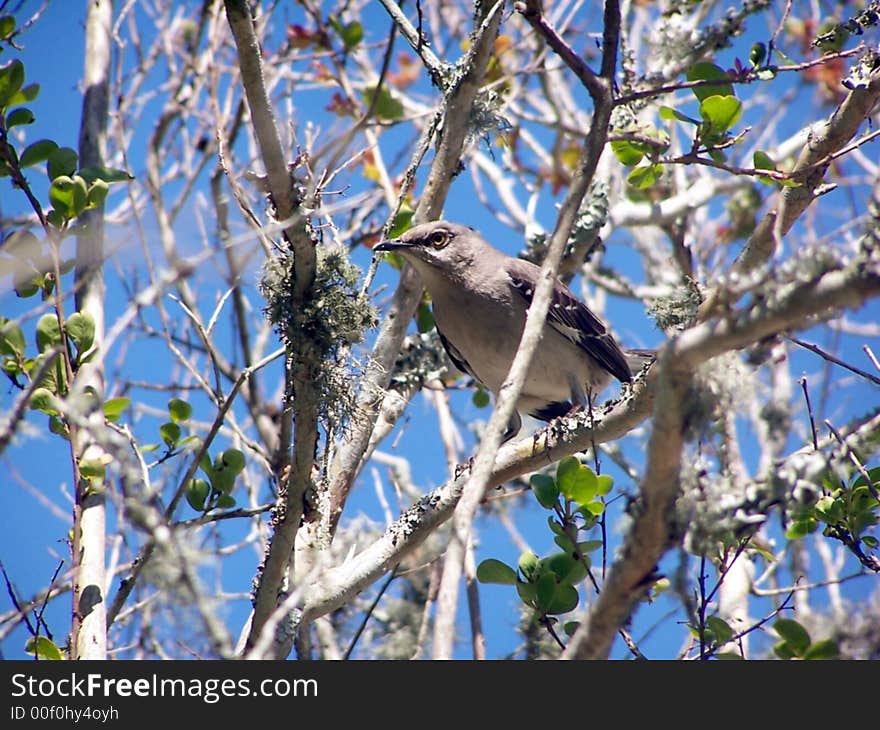 Mocking Bird On a Limb