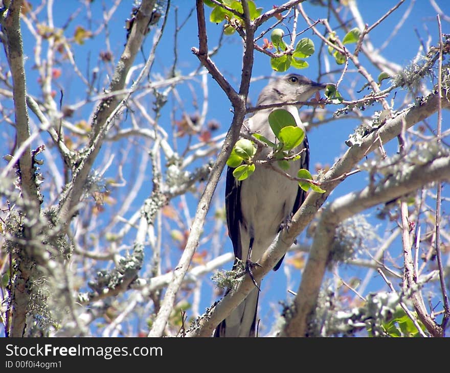 Mocking Bird On a Tree Limb