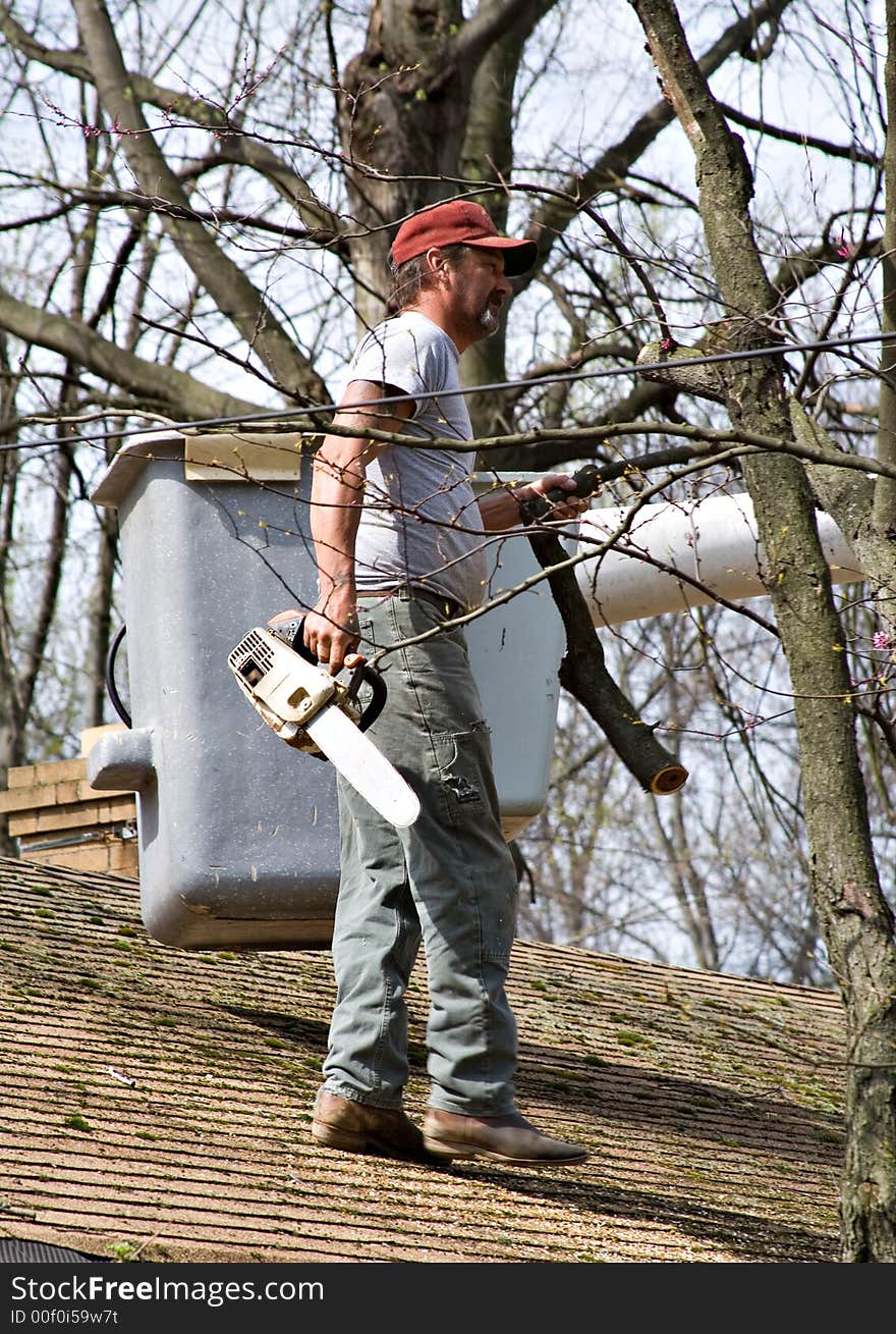 Treetop and Rooftop