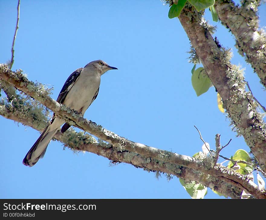 Mocking Bird On a Tree Limb