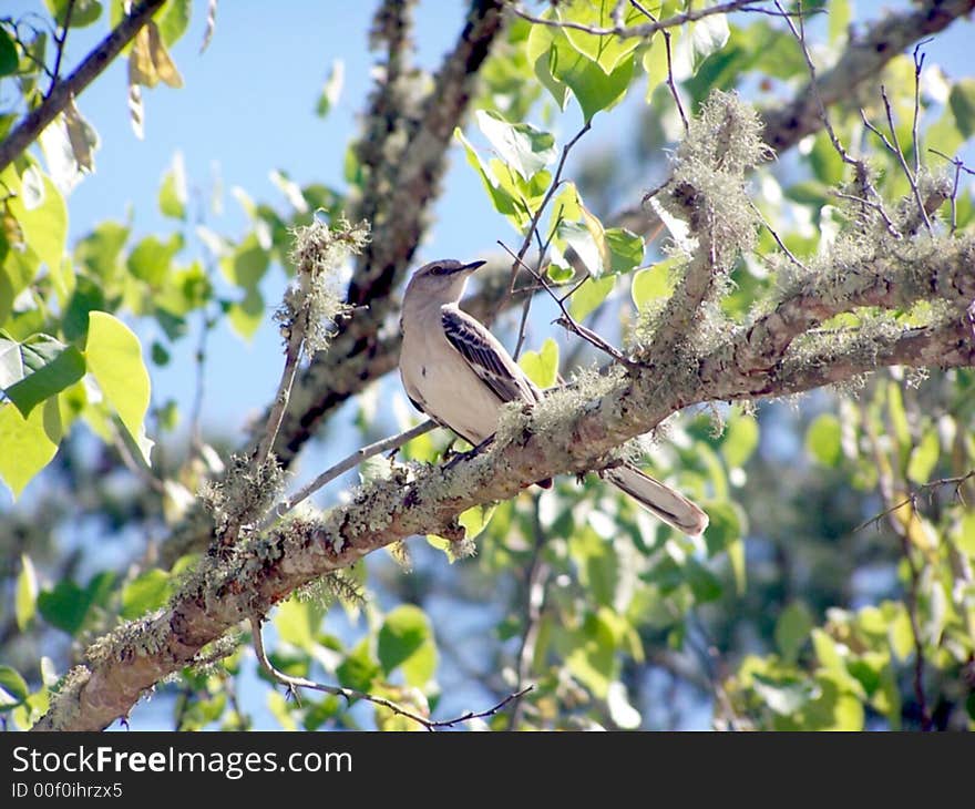 Mocking Bird On a Tree Limb