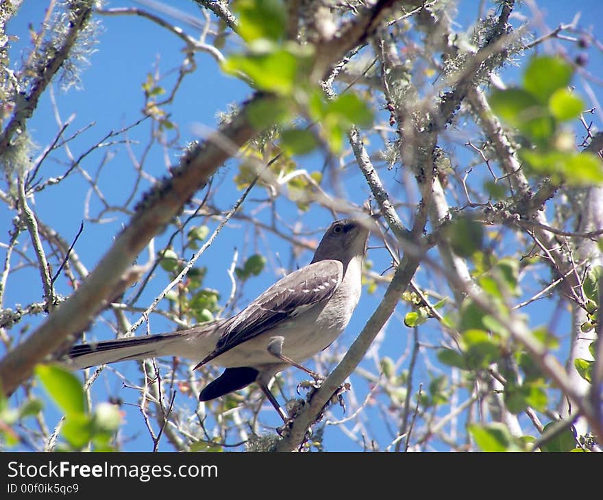 Mocking Bird On a Tree Limb