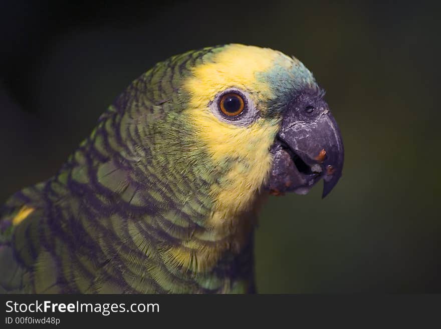 A parrot having his breakfast of fruits. There are tiny pieces of fruits on his beaks. A parrot having his breakfast of fruits. There are tiny pieces of fruits on his beaks.