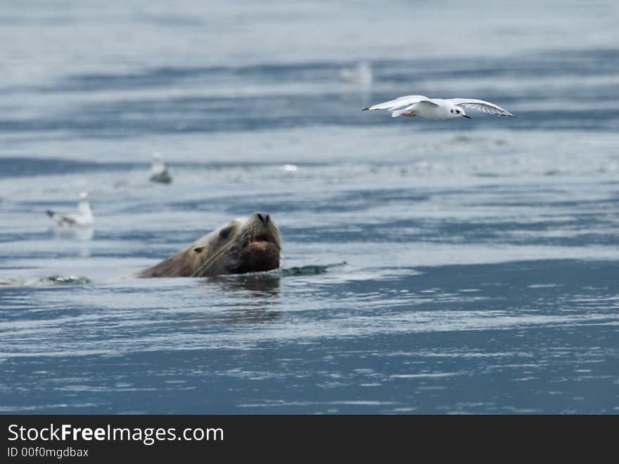 Bird and sealion