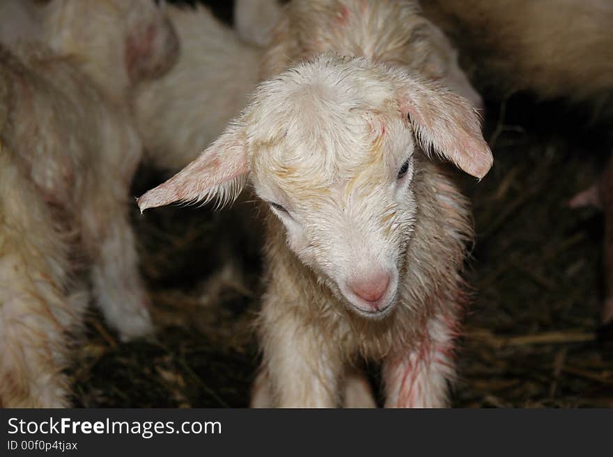 A just born lamb with red blood hair. A just born lamb with red blood hair