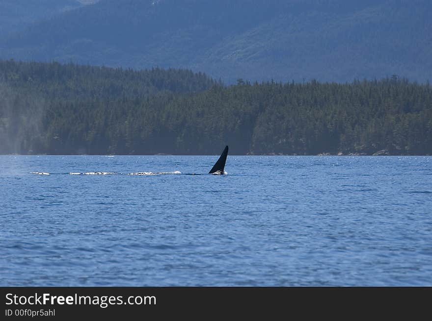 A group of orcas is crossing or kayaks. Sometimes this whales come very close. We had two diving directly under our kayak.  The orcas completly ignore the kayaks. A group of orcas is crossing or kayaks. Sometimes this whales come very close. We had two diving directly under our kayak.  The orcas completly ignore the kayaks.