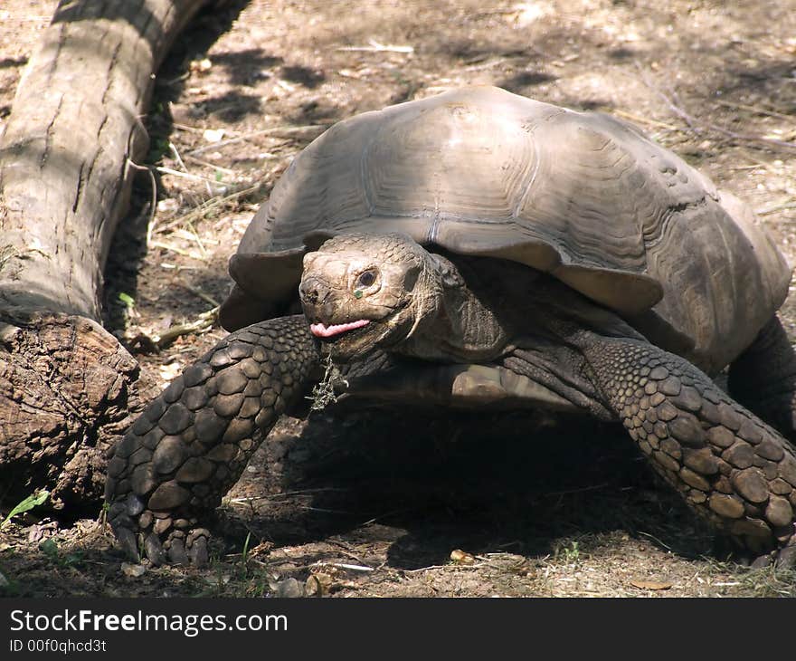 A very big and funny turtle eating grass. A very big and funny turtle eating grass