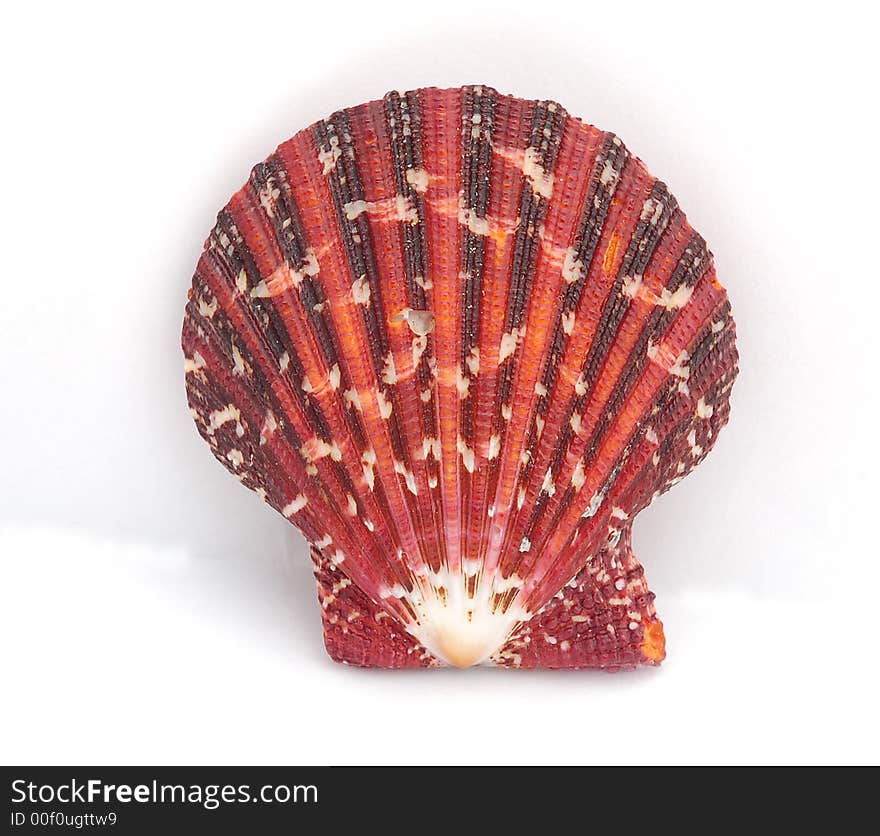 Colored scallop with white background