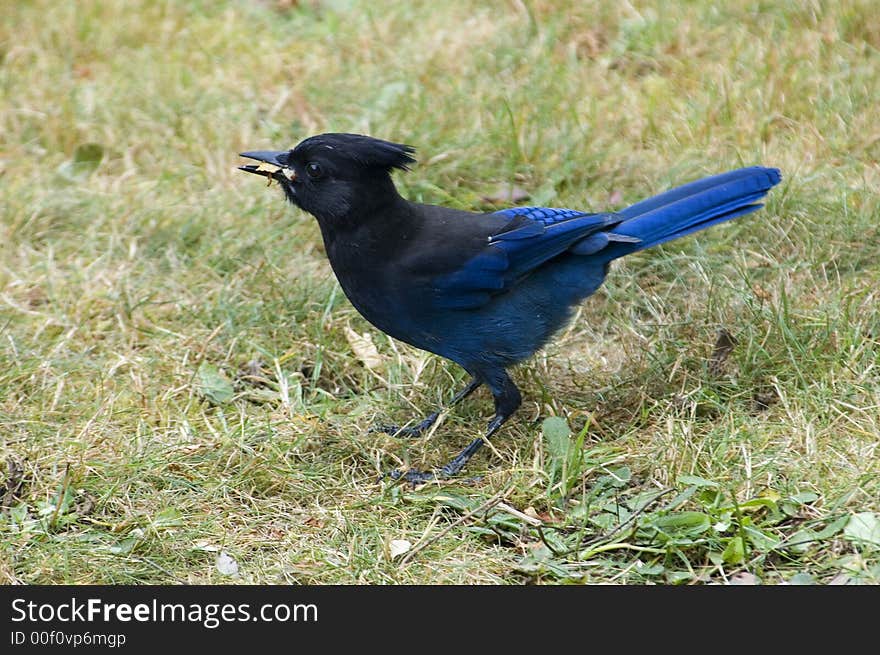 Steller's jays are all on the way through vancouver island. This bird aer used to people and take food on the rest places of the highways.