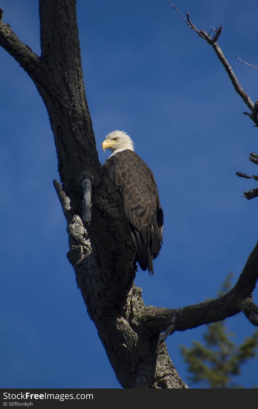 When you paddle along the coasts of vancouver island you are constantly observed by bald eagles. vancouver island seems to be one of hte best places to take pictures of bad eagles.