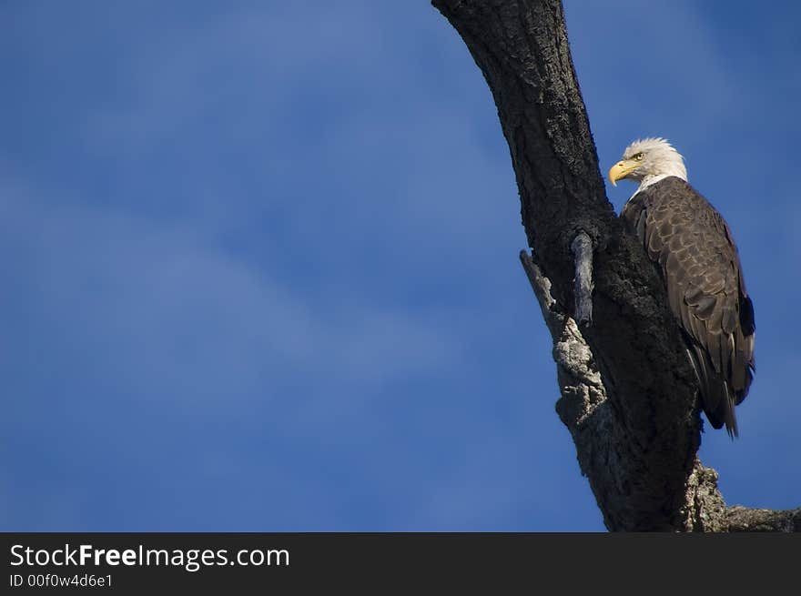 When you paddle along the coasts of vancouver island you are constantly observed by bald eagles. vancouver island seems to be one of hte best places to take pictures of bad eagles. When you paddle along the coasts of vancouver island you are constantly observed by bald eagles. vancouver island seems to be one of hte best places to take pictures of bad eagles.