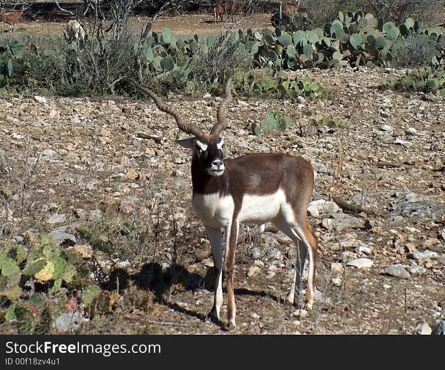 Baby Blackbuck Antelope