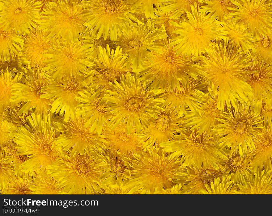 Surface with yellow dandelion flowers (four shots stitch). Surface with yellow dandelion flowers (four shots stitch)
