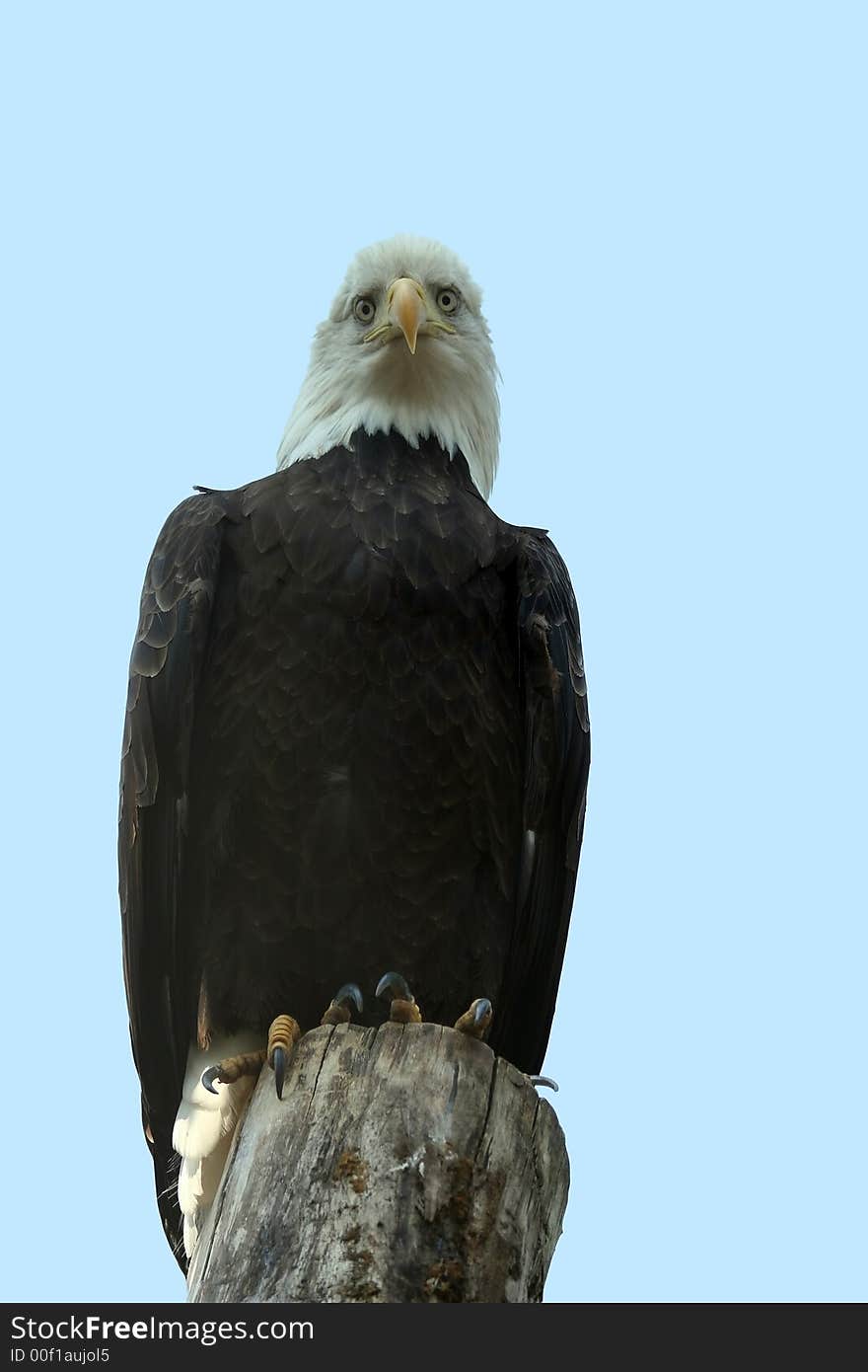 An american bald eagle looking down towards the photgrapher