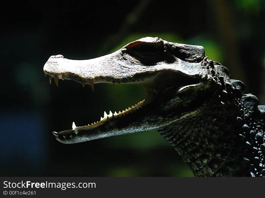 Profile of a small crocodile