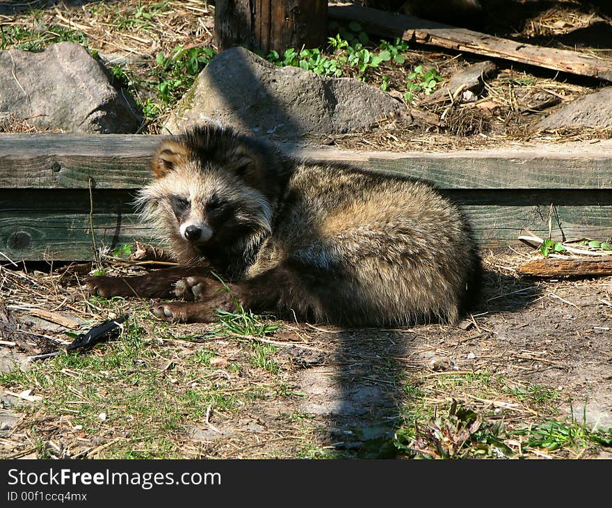 Badger watching close by at the zoo. Badger watching close by at the zoo