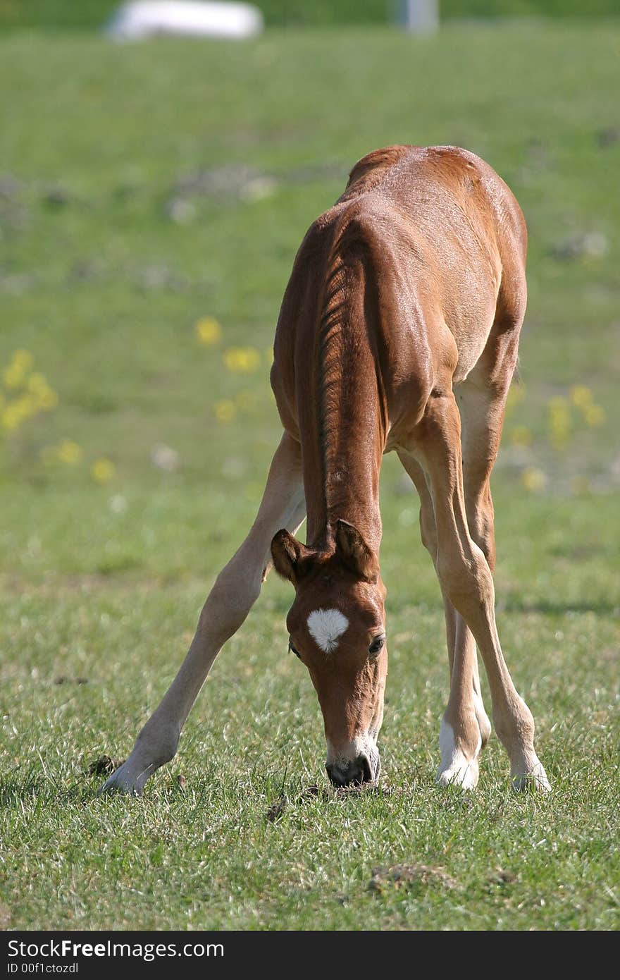 Little foal standing with wide legs trying to eat. Little foal standing with wide legs trying to eat