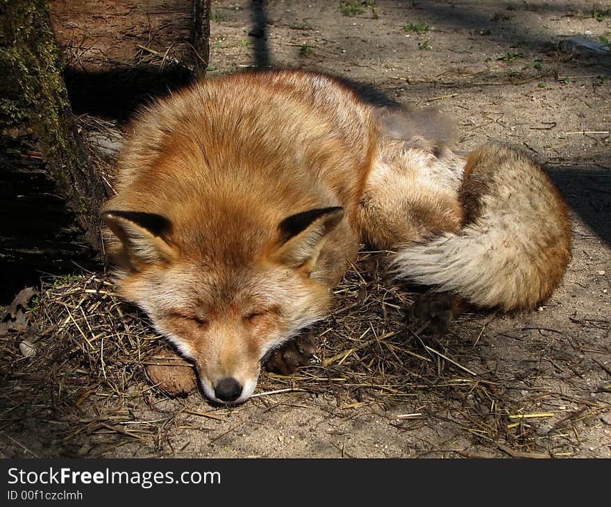 Red fox sleeping time behind the bars. Red fox sleeping time behind the bars