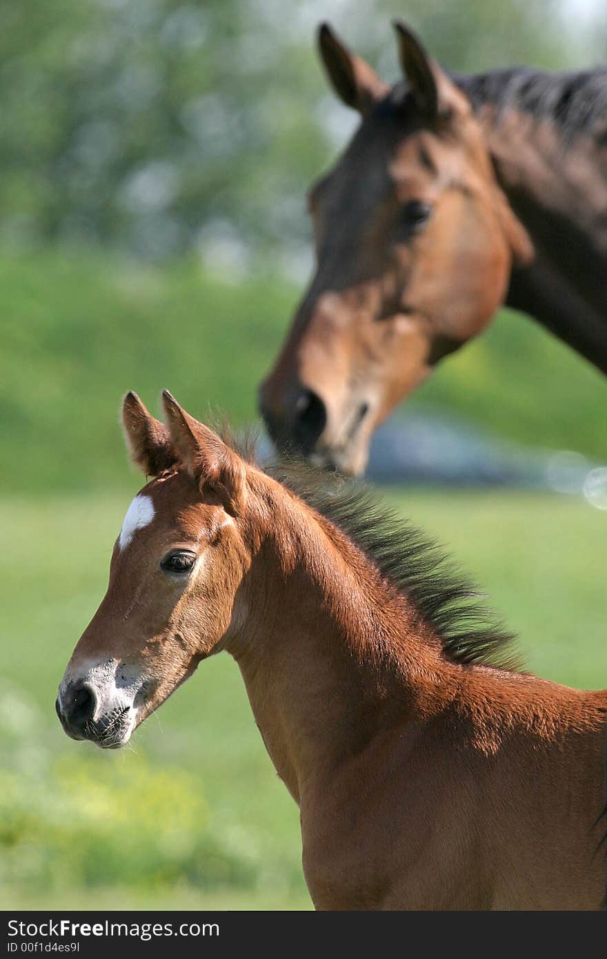 Little and mother both looking in the same direction. Little and mother both looking in the same direction