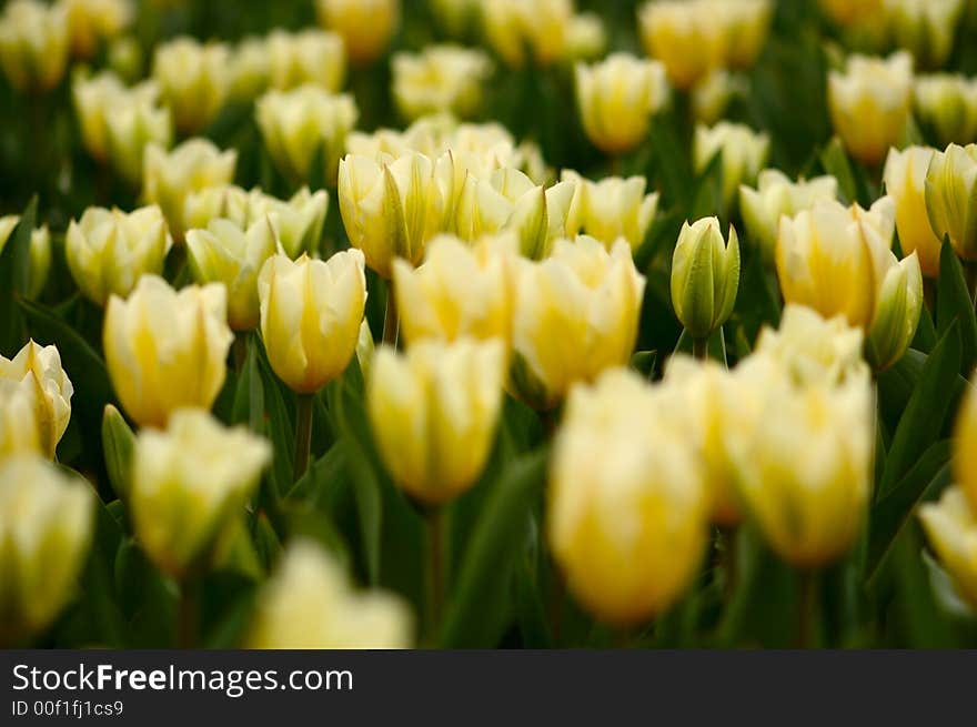 Many yellow tulips