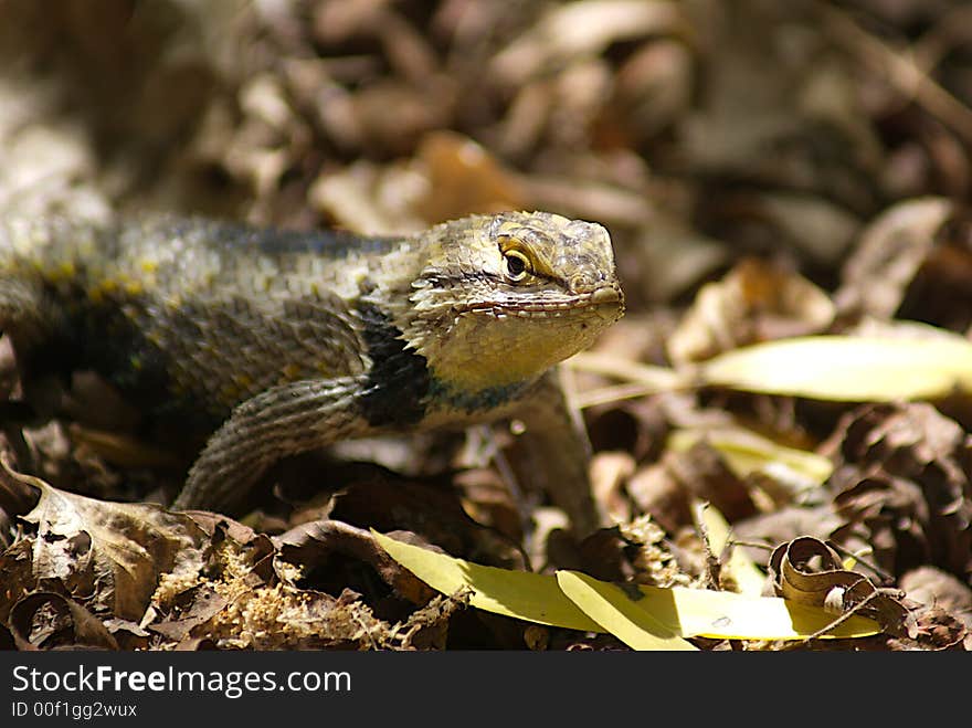 Closeup of a lizard out hunting for bugs.