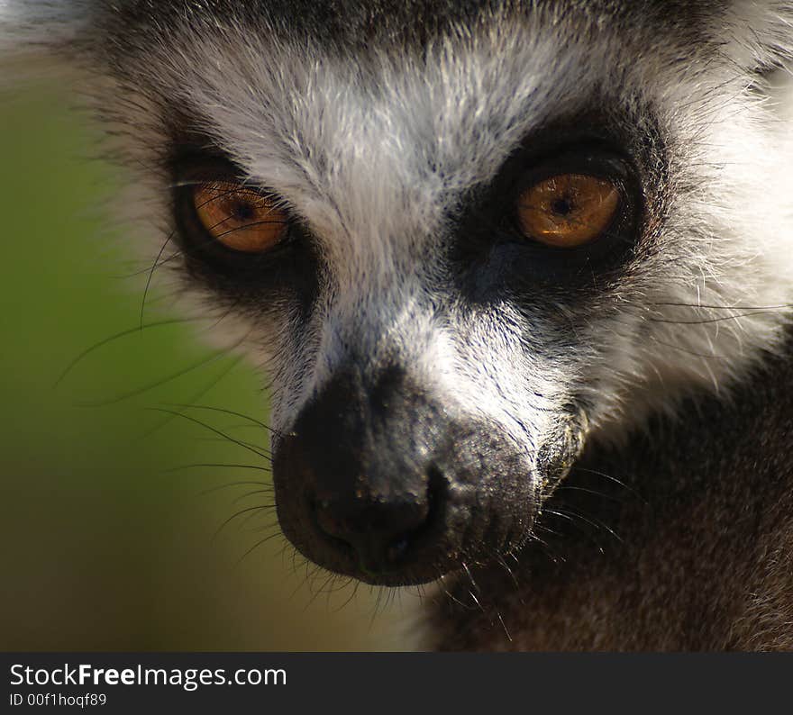 Lemur in zoological garden in Prague in the Czech Republic. Lemur in zoological garden in Prague in the Czech Republic