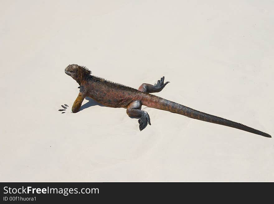 Galapagos iguana