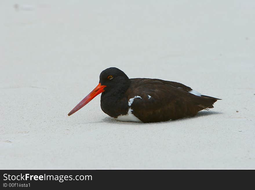 Galapagos red-beak gull sitting on the white sand. Galapagos red-beak gull sitting on the white sand