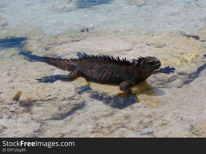 Galapagos Iguana