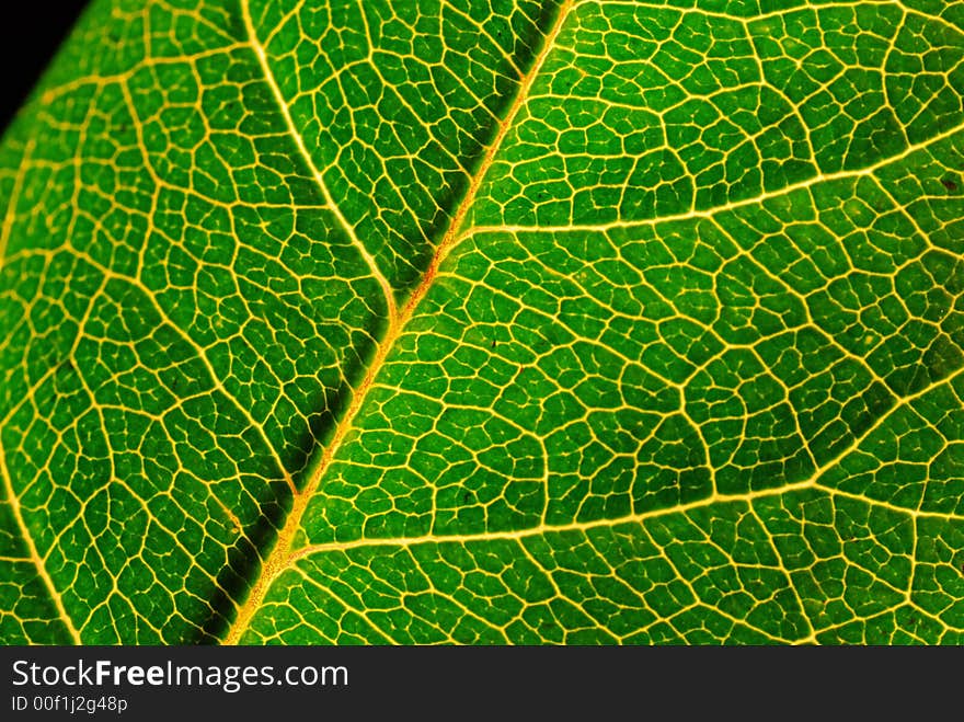 Close up of green leaf showing detailed veining.