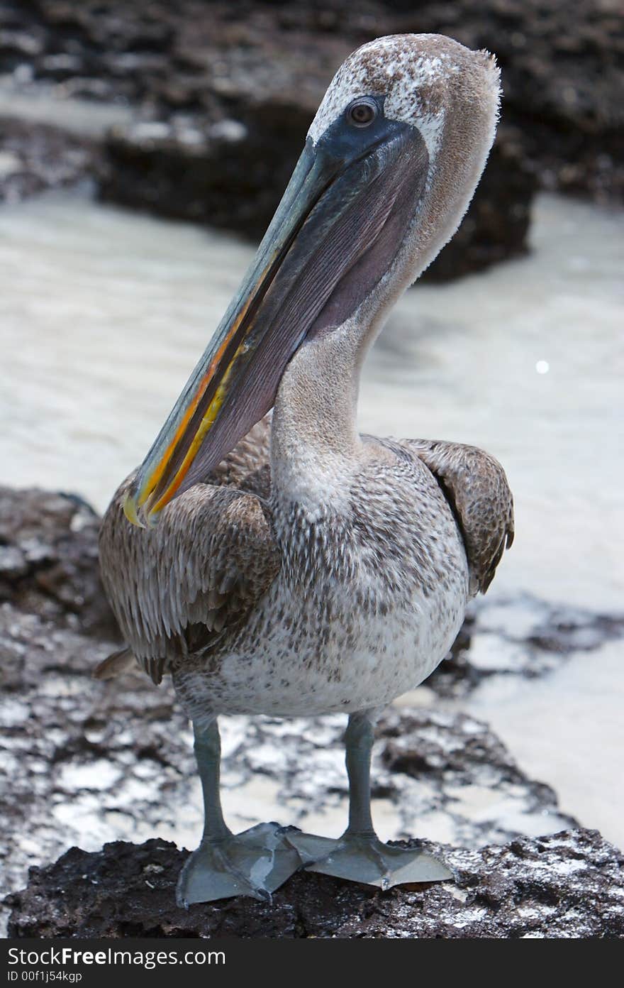 Brown pelican