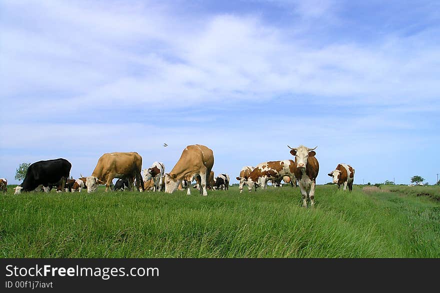 Cows at grazing land in Serbia