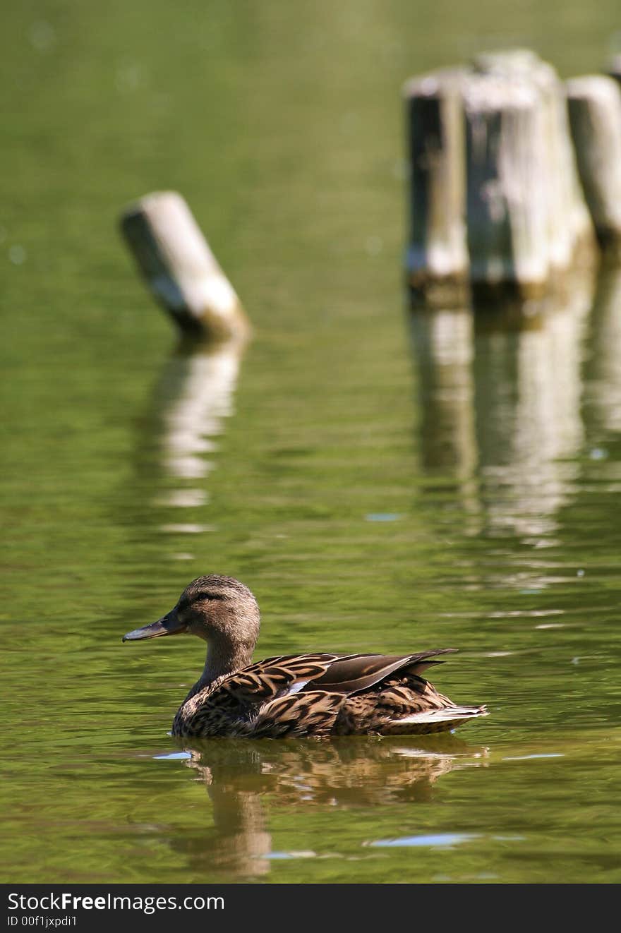 View at beautiful shore in the center of big city and swimming duck