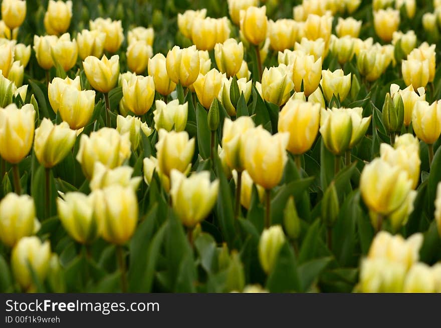 Tulips beauty