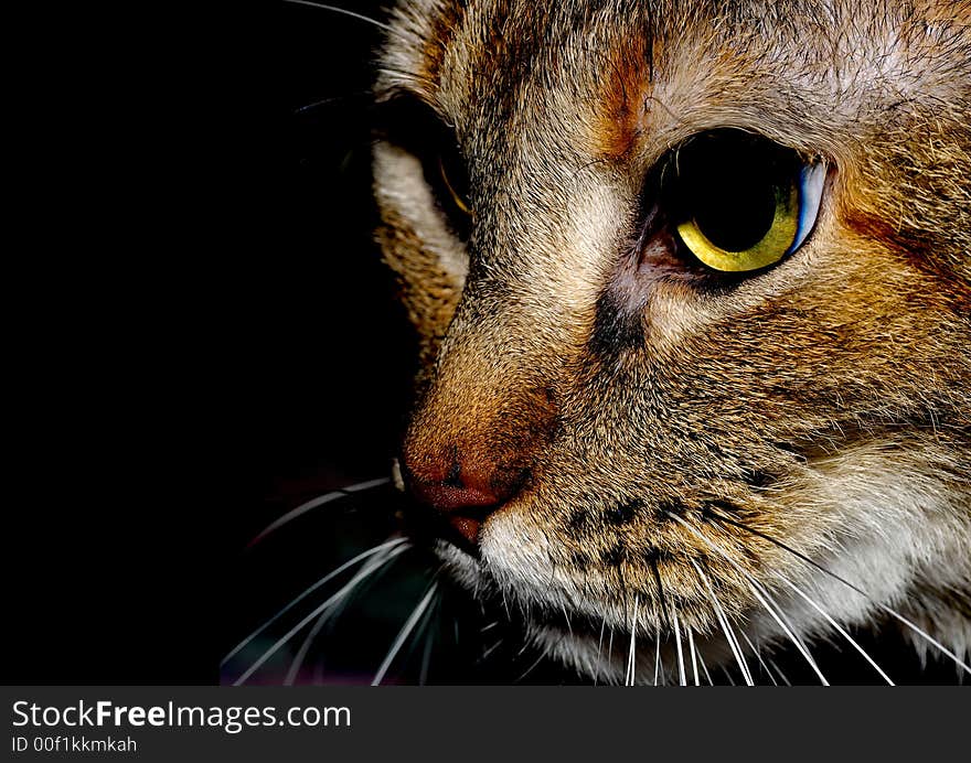 Closeup portrait of a beautiful House cat