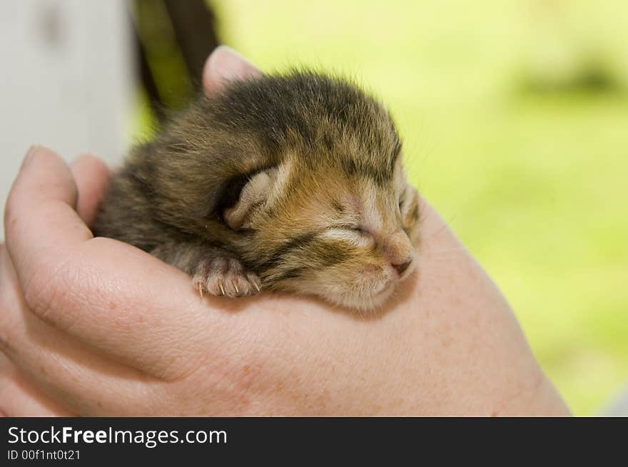 A woman holds a baby kitten that still has its eyes closed. A woman holds a baby kitten that still has its eyes closed.