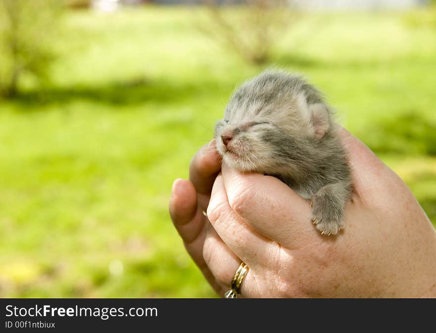 Baby Kitten With Eyes Closed