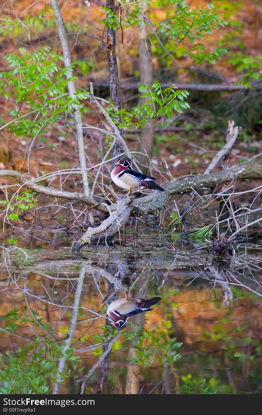 Wood duck reflected in pond