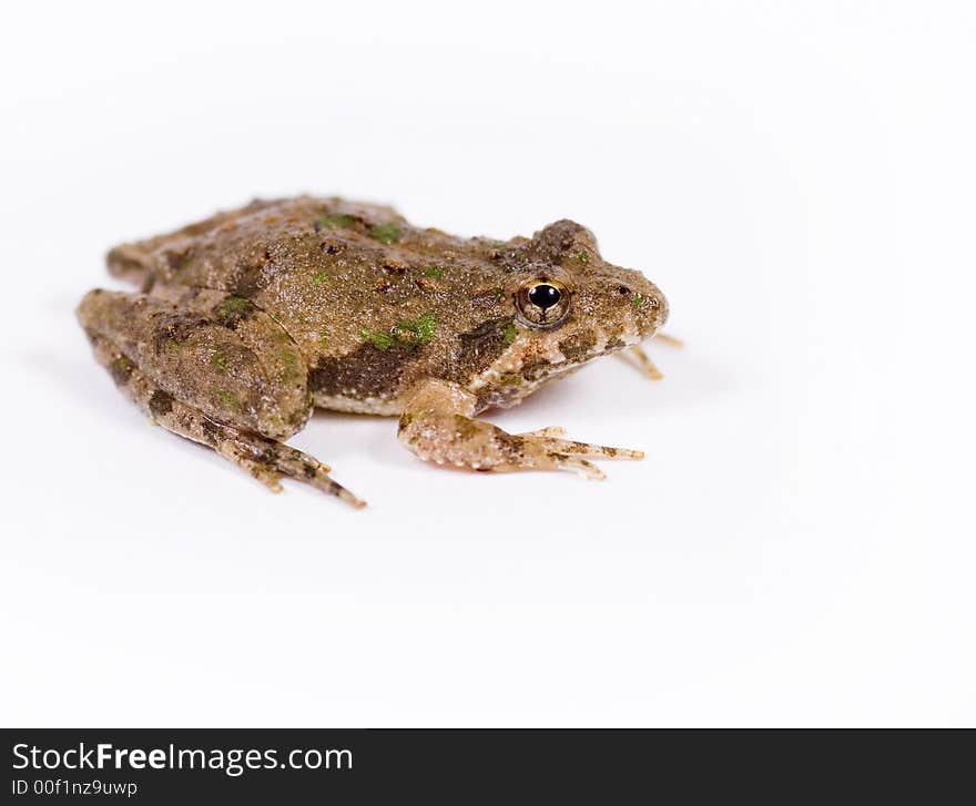 Profile of small toad