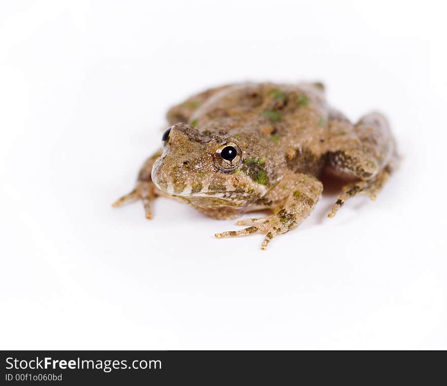 Small toad on white background