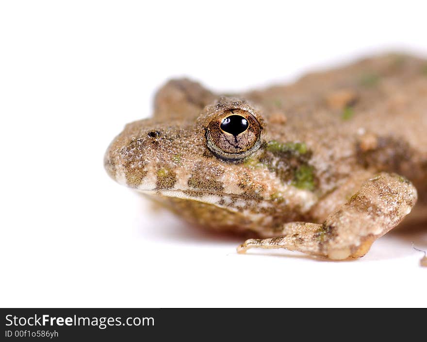 Macro image of small toad