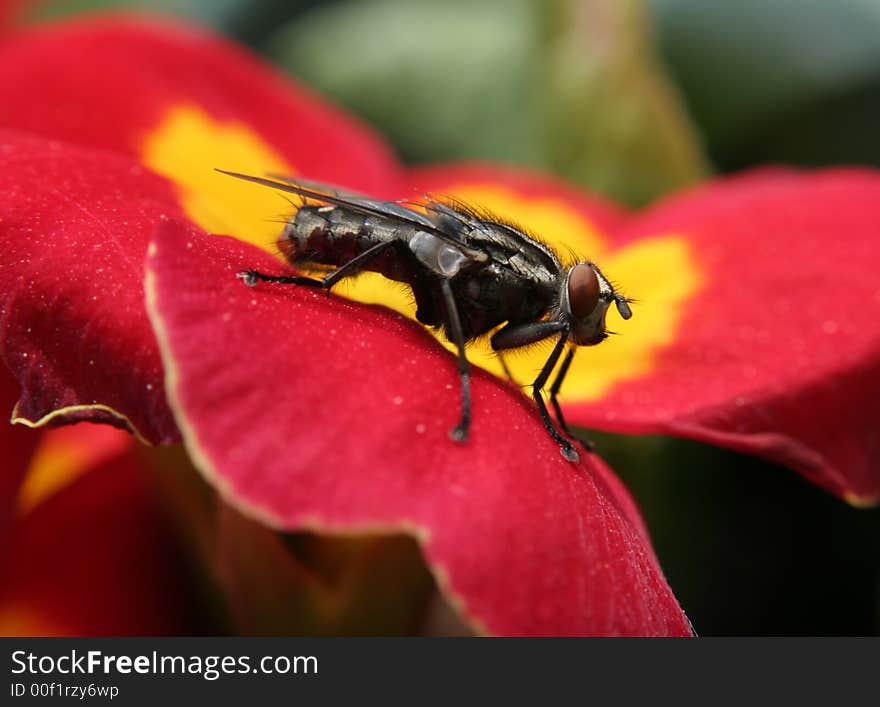 Macro shot of a grey striped housefly with red eyes on a red and yellow flower. Macro shot of a grey striped housefly with red eyes on a red and yellow flower.