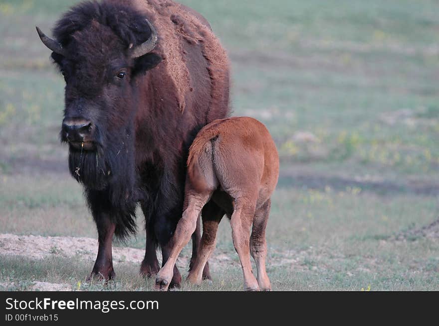 A young American bison stays close to it's mother. A young American bison stays close to it's mother.