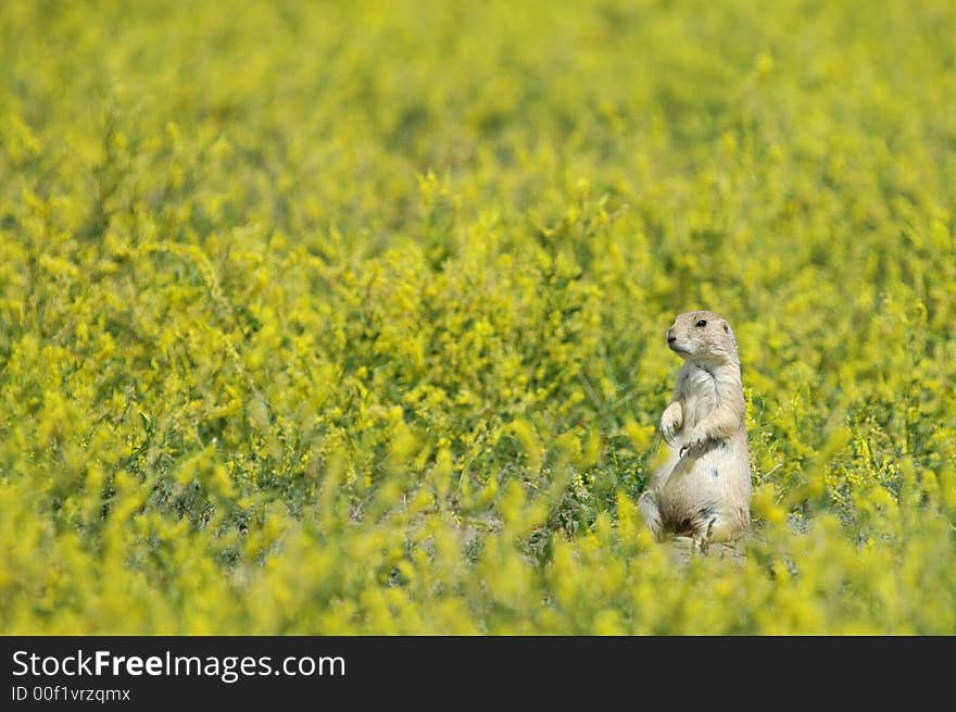 Chubby Prairie Dog