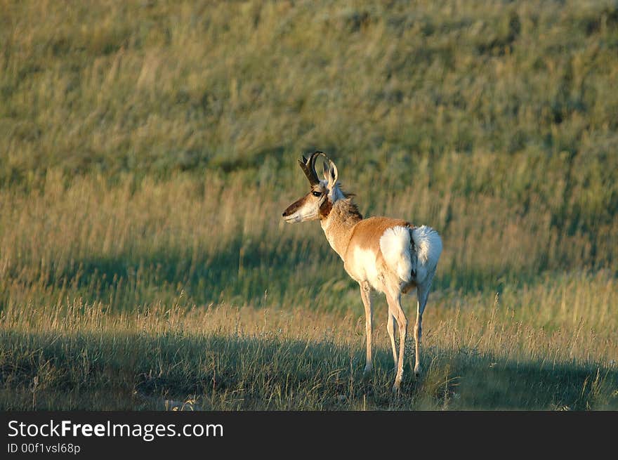 A male pronghorn pauses in the high plains of South Dakota. A male pronghorn pauses in the high plains of South Dakota.