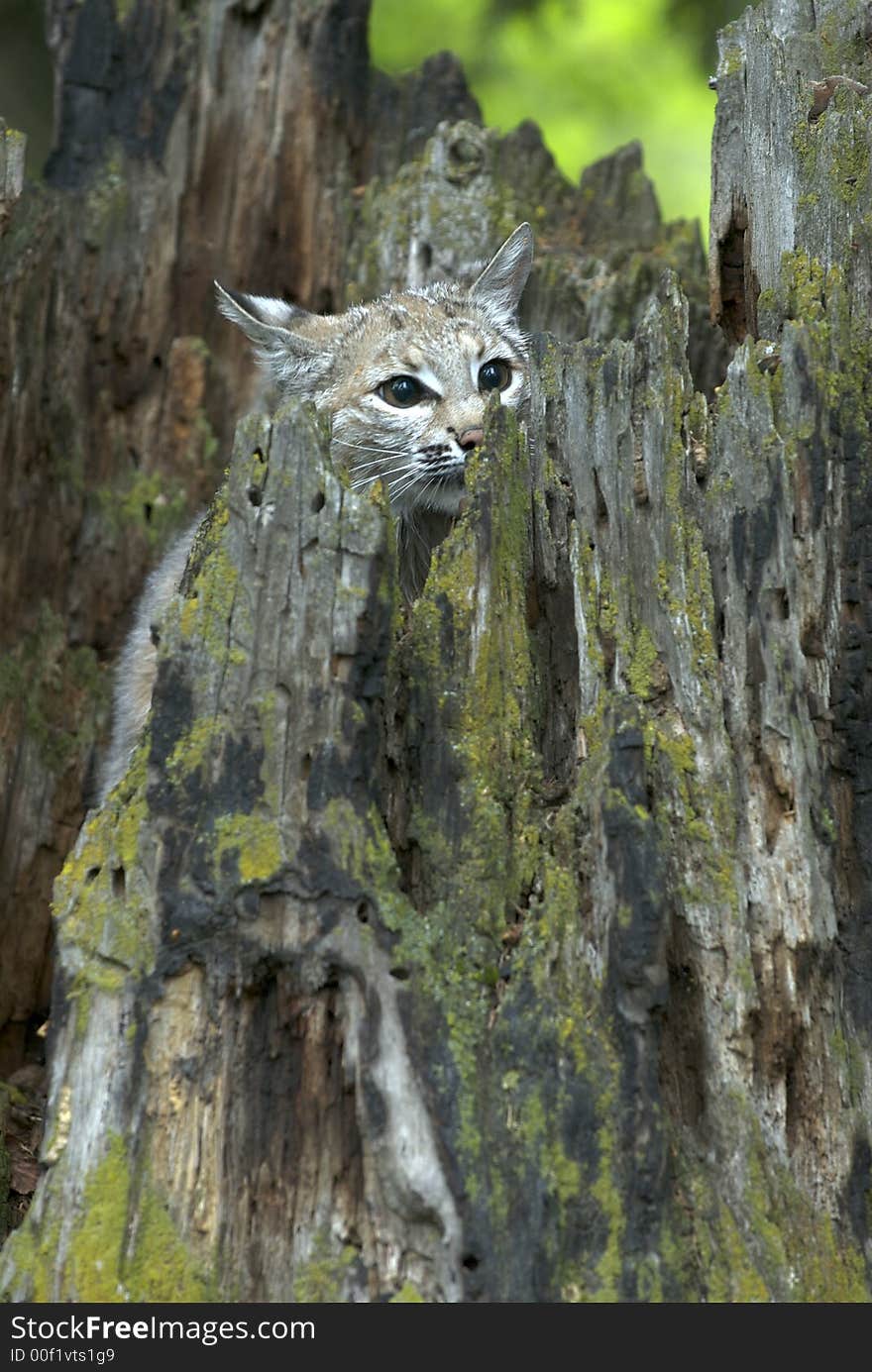 Bobcat hiding in hollow tree stump, peeking out