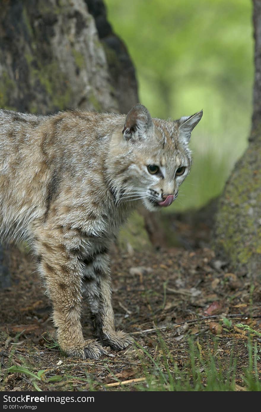 Bobcat standing under tree licking lips