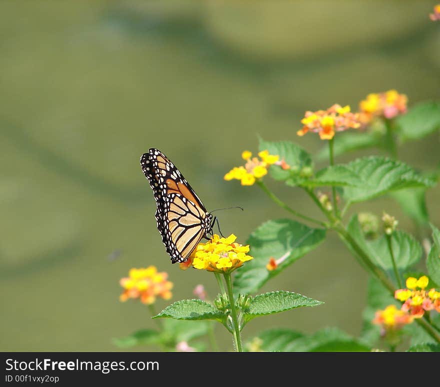 Monarch butterfly