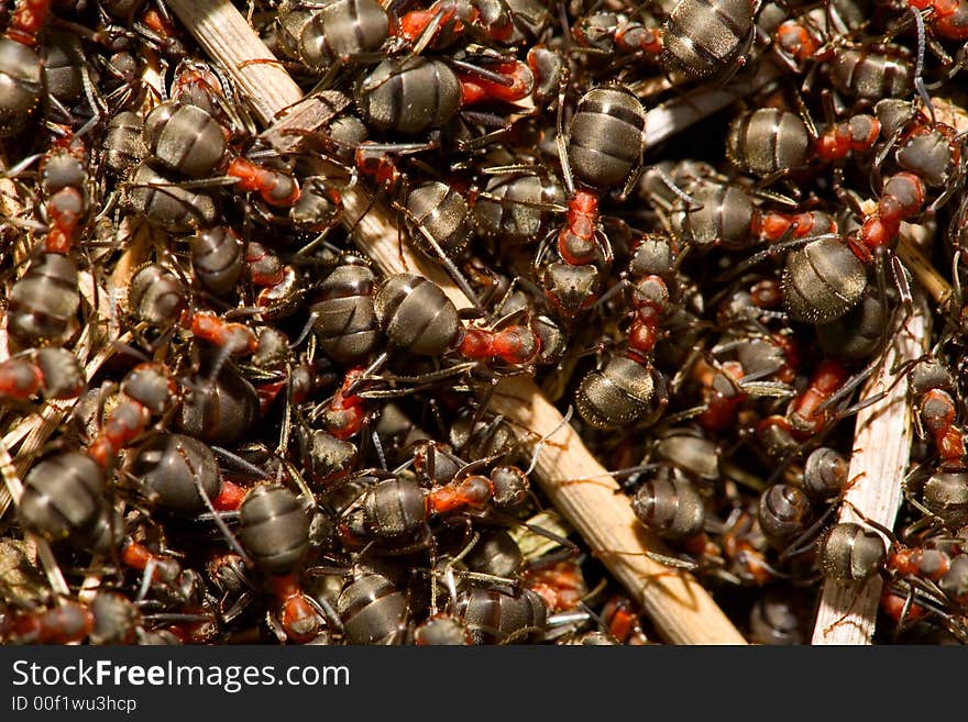 The Ant hill on mountain, natural background. The Ant hill on mountain, natural background