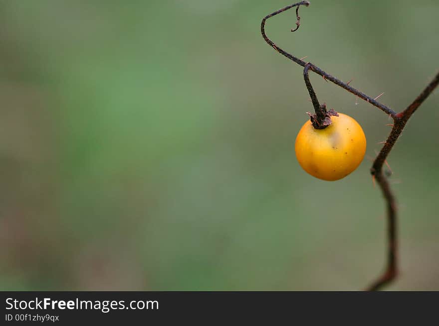 Bright yellow berry on a small thorny vine.